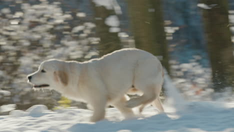 Un-Cachorro-De-Golden-Retriever-Corre-Por-Un-Parque-Nevado.-Vídeo-En-Cámara-Lenta