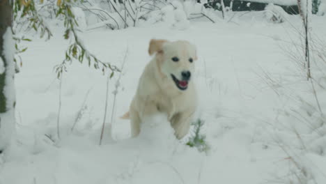 Funny-golden-retriever-running-in-the-fresh-snow-in-the-backyard-of-the-house