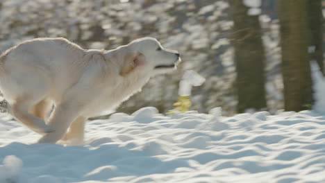 Energetic-golden-retriever-runs-through-the-snow-towards-its-owner,-having-a-fun-walk-in-the-winter-park