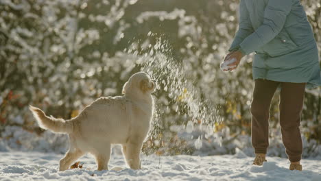 Middle-aged-woman-having-fun-in-winter-park---throwing-snow-on-her-golden-retriever-dog