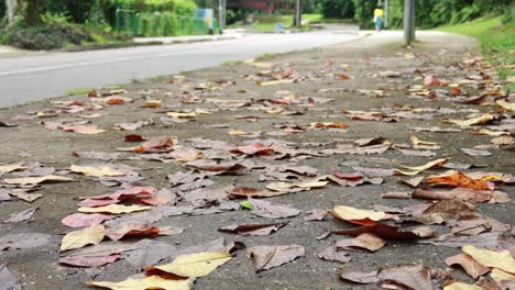 Fallen-leaves-on-ground-close-up