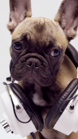 Französische-Bulldogge-Welpen-Mit-Kopfhörern-Vor-Einem-Weißen-Hintergrund-In-Vertikaler