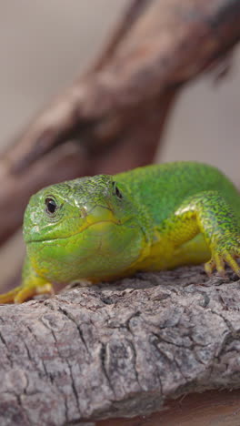 Grüner-Gecko-In-Griechenland,-Nahaufnahme-In-Vertikaler