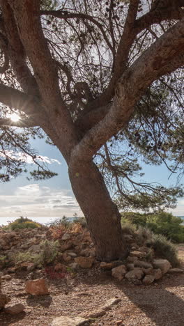 Gran-árbol-Junto-A-La-Playa-En-El-Parque-Natural-De-La-Sierra-De-Irta,-España-En-Vertical