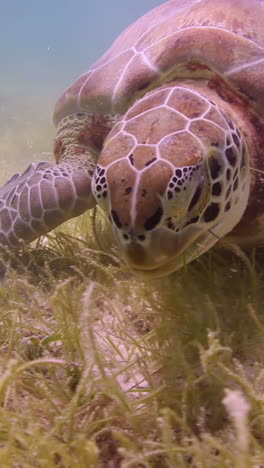 Loggerhead-turtle-underwater