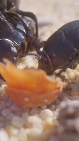 beetles-eating-filmed-in-vertical