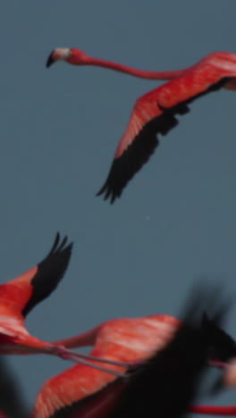 Flamenco-Rosado-México-Vida-Silvestre-Aves