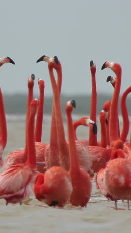 Rosa-Flamingo-Mexiko-Tierwelt-Vögel