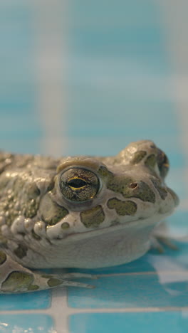 toad-on-the-side-of-a-swimming-pool-in-vertical