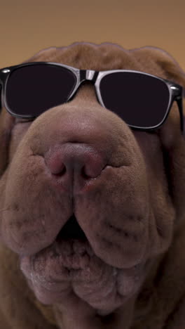 Shar-Pei-Hund-Mit-Sonnenbrille-In-Vertikaler