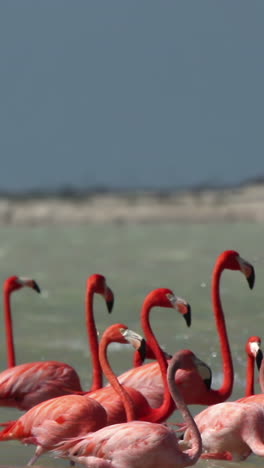 pink-flamingo-mexico-wildlife-birds