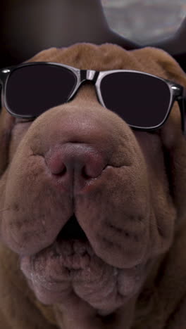 Shar-Pei-Hund-Mit-Sonnenbrille-In-Vertikaler