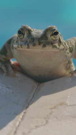 toad-on-the-side-of-a-swimming-pool-in-vertical