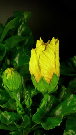 lilly-flower-timelapse-growing-in-vertical
