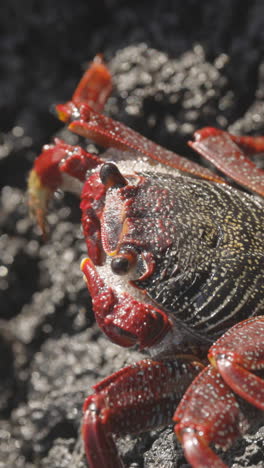 Close-up-of-red-crabs-on-rocks-vertical