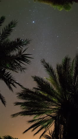 Sterne-Durch-Palmen-In-Der-Sahara-Wüste-In-Vertikaler