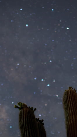 star-lapse-with-cactus-in-vertical-format