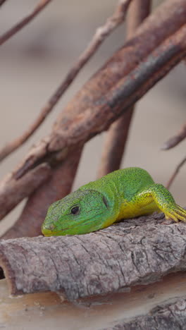 Grüner-Gecko-In-Griechenland,-Nahaufnahme-In-Vertikaler