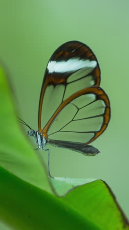Mariposa-Glasswing-En-El-Santuario-De-La-Naturaleza