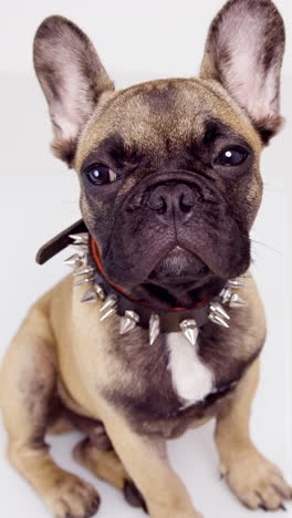 French-bulldog-puppy-with-headphones-against-a-white-background-in-vertical