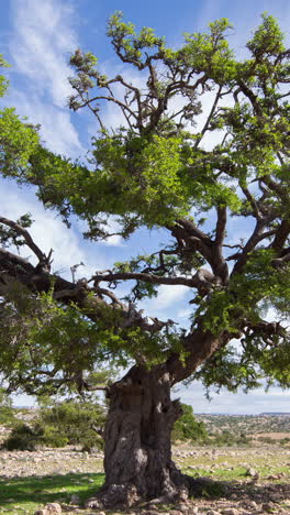 Paisaje-De-árboles-De-Argán-En-Atlas,-Marruecos-En-Vertical
