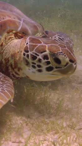 Unechte-Karettschildkröte-Unter-Wasser