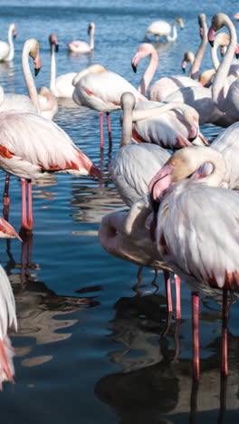 Rosa-Flamingo-Mexiko-Tierwelt-Vögel
