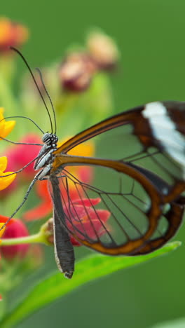 Glasflügel-Schmetterling-Im-Naturschutzgebiet