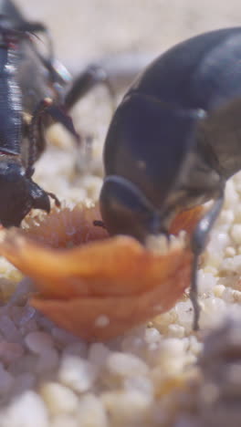 beetles-eating-filmed-in-vertical