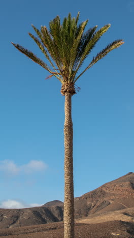 Trockene-Landschaft-Des-Vulkans-De-Bayuyo-Auf-Fuerteventura.-Vertikales-Video