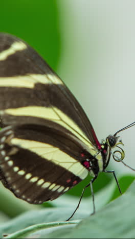 Glasswing-butterfly-in-nature-sanctuary