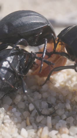 Escarabajos-Comiendo-Filmado-En-Vertical.