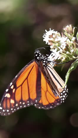 Schmetterlingsschutzgebiet-In-Mexiko-In-Vertikaler