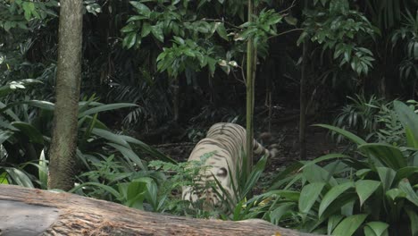 White-tigers-resting-in-singapor-zoo-,