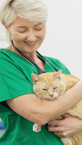Veterinary,-doctor-or-holding-cat-for-healthcare