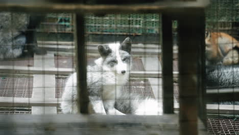 Black-And-White-Fox-In-Captivity-Locked-In-A-Cage-At-Zao-Fox-Village,-Miyagi,-Japan