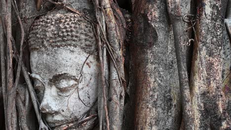 Buddha's-face-in-a-trunk-covered-with-vines-as-the-afternoon-sun-causes-the-leaves-to-cast-shadows-dancing-on-the-bark-of-the-tree-during-the-afternoon,-Thailand