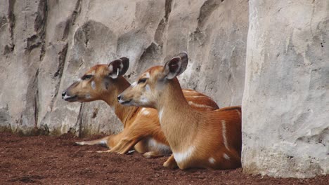 2-spotted-african-Deer-restin-in-shade-in-Valencia-Bio-park---4k,-24fps