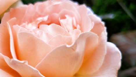 Beautiful-pink-rose-in-a-home-garden