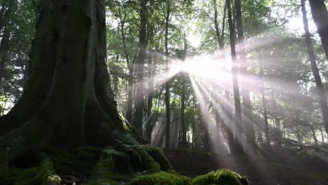 Schieberegleraufnahme-Des-Waldbodens-Mit-Erstaunlichen-Sonnenstrahlen,-Die-Durch-Den-Nebel-Und-Die-Bäume-Scheinen