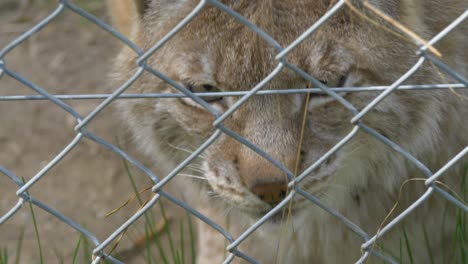 Lynx-yawning-behind-a-fence-in-captivity---hand-held-close-up-shot