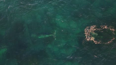 Southern-Right-Whale-Tangled-In-Netting---Whale-Caught-In-The-Net-Swims-Away-In-Clovelly,-New-South-Wales,-Australia
