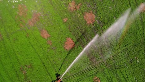 Vast-Greenfield-Of-Mint-Crops-Watered-Using-Irrigation-Sprinkler