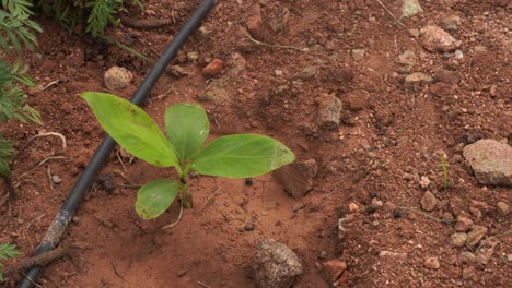 Small-banana-tree,-seedling-is-a-tropical-plant