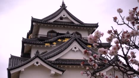 Focus-shift-between-Sakura-Cherry-Blossoms-and-Japanese-Castle