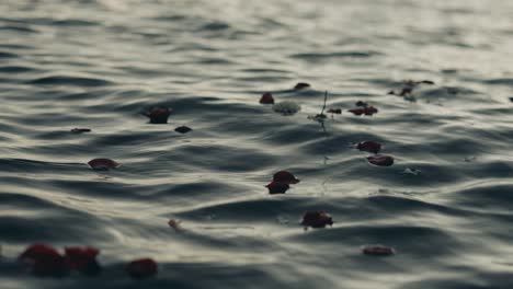 Falling-Petals-Floating-On-Water-Surface-Of-Calm-Lake-During-Sunset