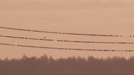 Flock-of-starlings-birds-sitting-on-power-line-on-sunrise-sky-background-light