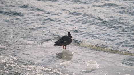 Female-Mallard-Ducks-On-Frozen-River,-Swimming-In-Icy-Water---slow-motion