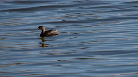 A-bird-floats-on-the-water-in-the-Sepulveda-Wildlife-Reserve