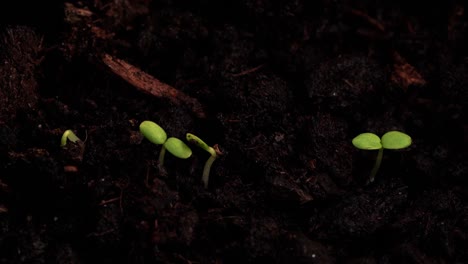 Fresh-seeds-growing-out-of-ground-shot-in-timelapse